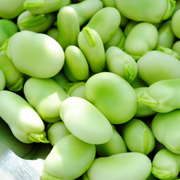 Fava Beans - 2.2 lbs
